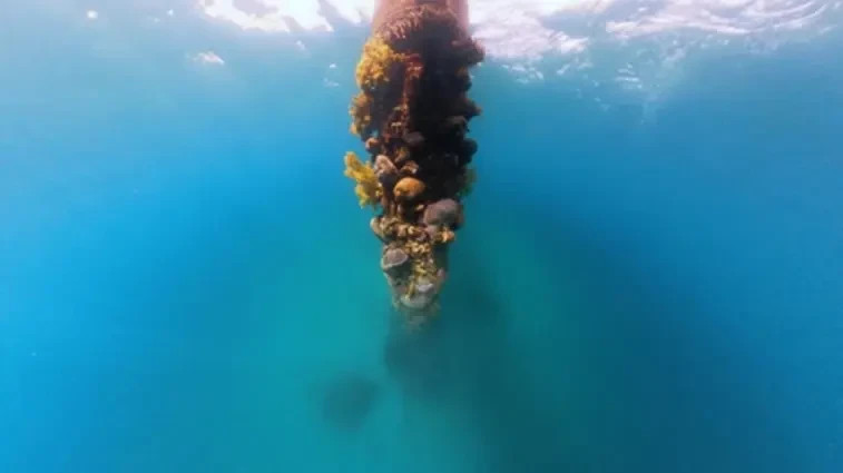 On the giant pillars anchoring the pier, corals chose to set up their home