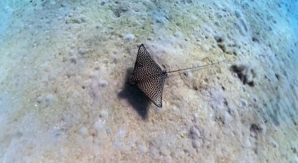 A spotted eagle ray