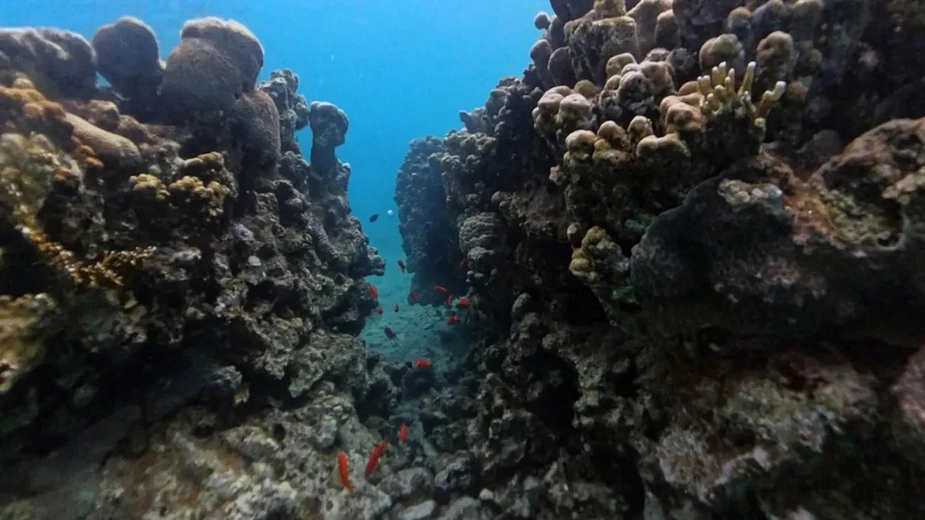 You enter the water and pass through impressive coral corridors, pass by coral knolls crowded with anthias dancing in tight schools, and notice a slope descending deep with beautiful coral knolls along it