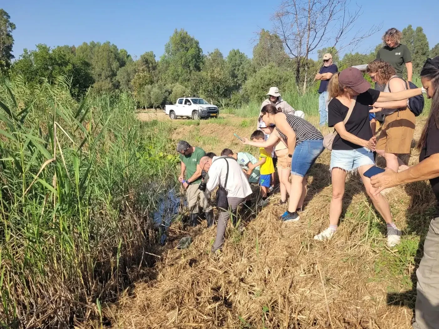 Releasing the tadpoles and frogs into their original habitat, yesterday