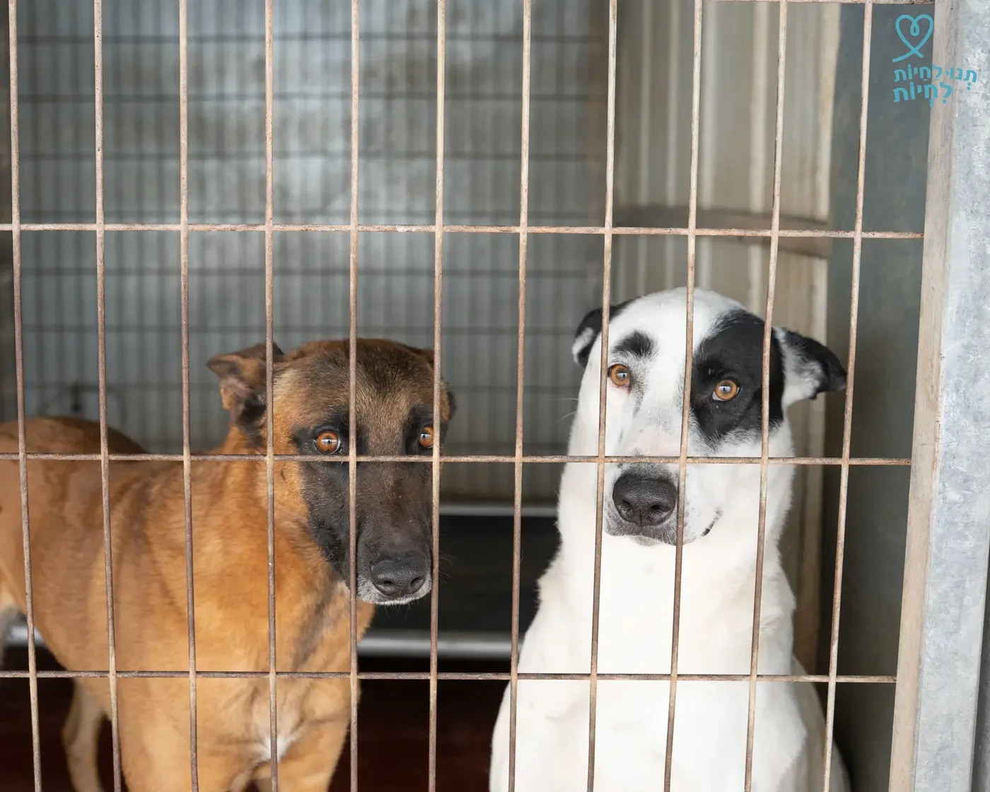 Adoption is the most common way to get a dog. Dogs await adoption at the shelter in Kfar Ruth.