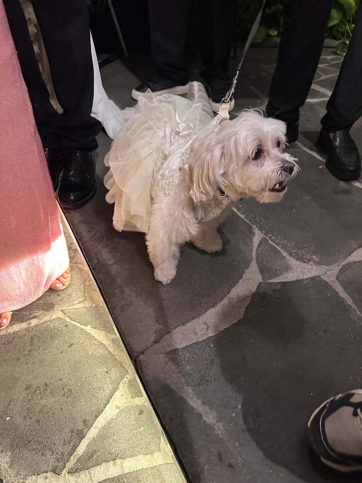 Former Gaza hostage Emily Damari and Israeli food influencer Dani Amit's dog, Mayo, during their wedding celebration, August 27, 2026.