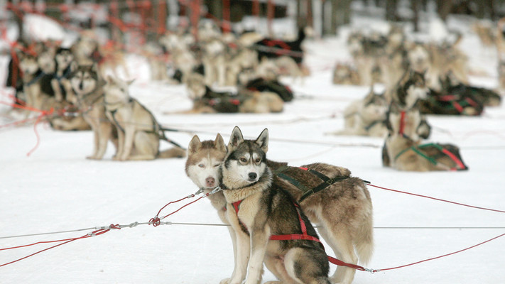 Husky dogs in Lapland.