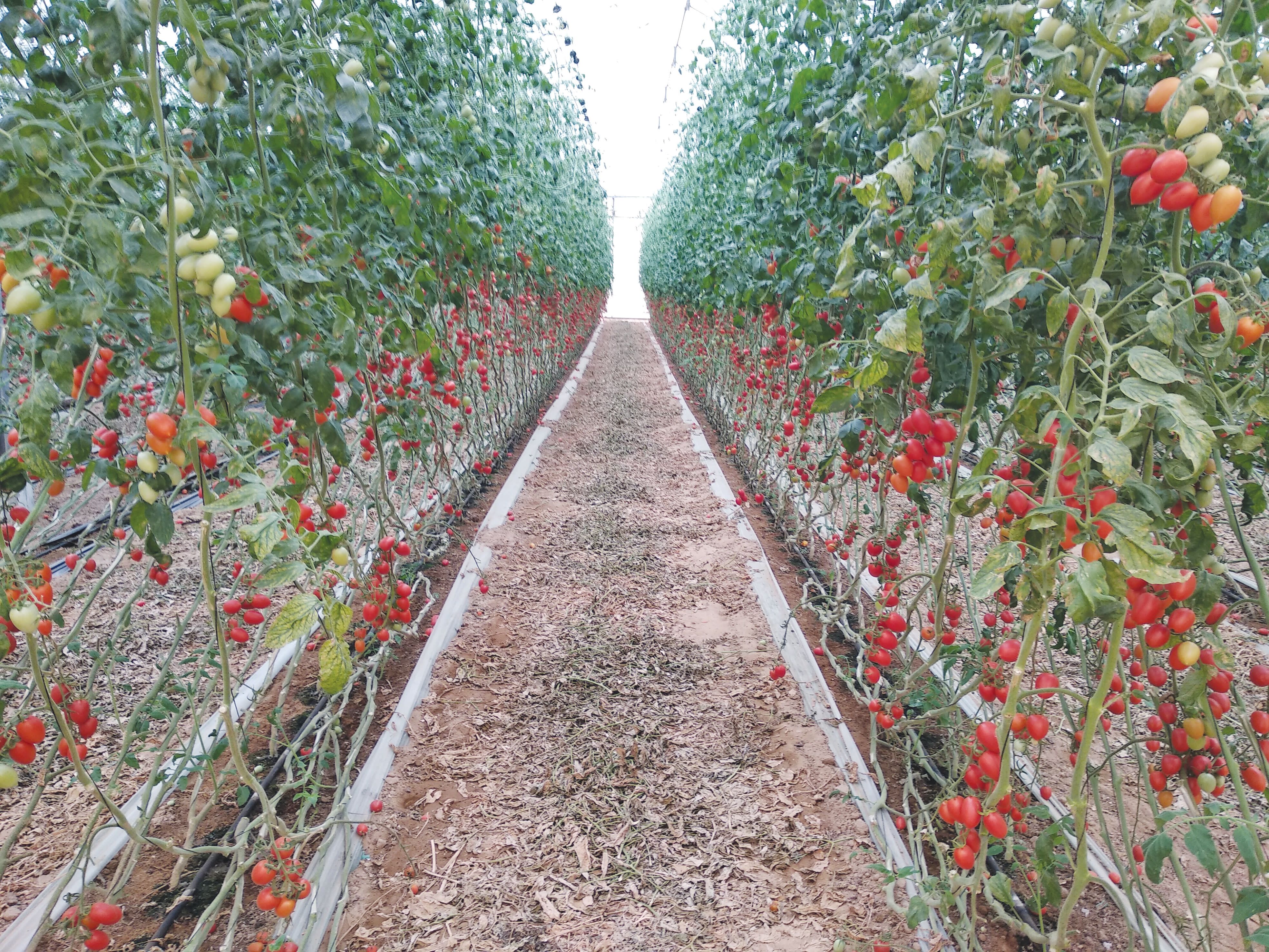 CHERRY TOMATOES grown on the Efrat farm in Kadesh Barnea.