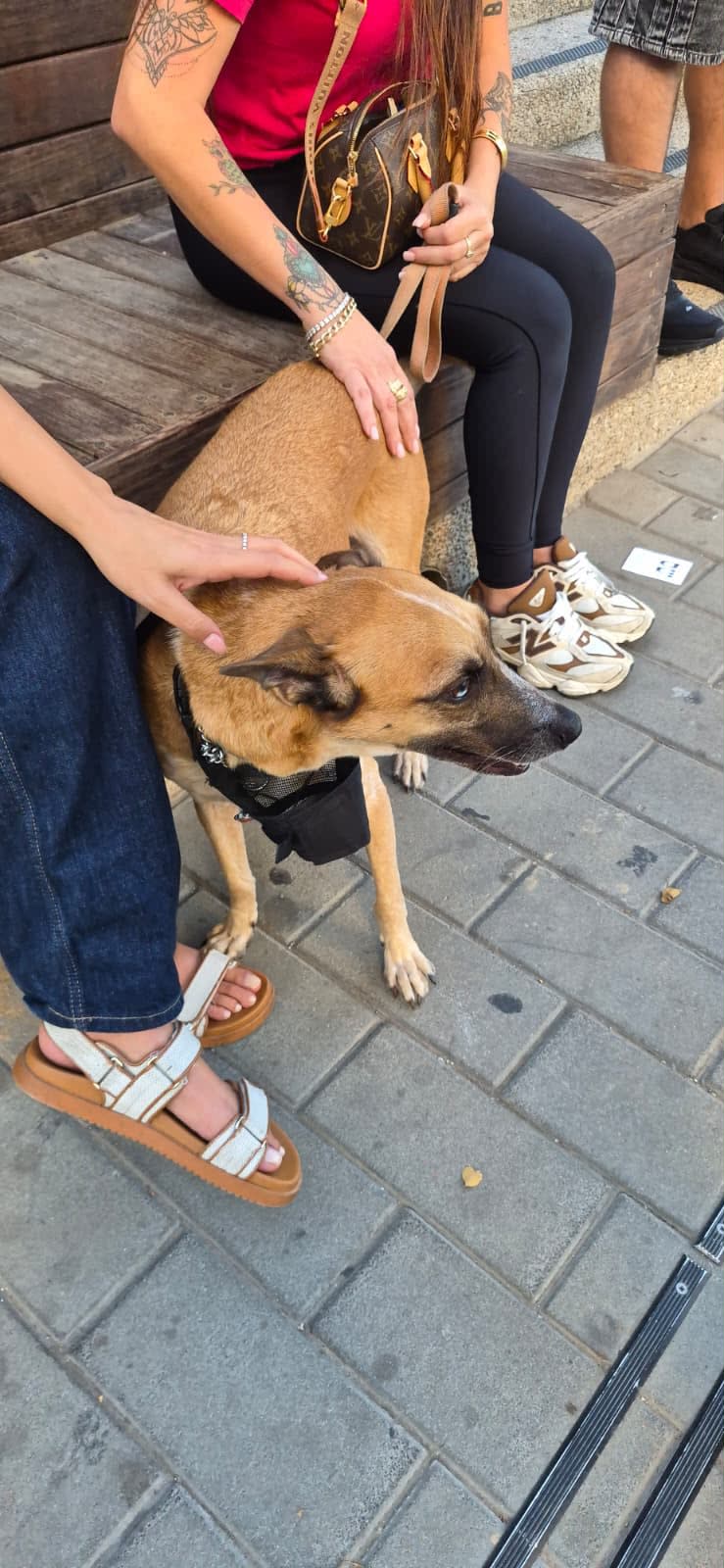 Dog rescued from abusive owner in Holon on October 28, 2026.
