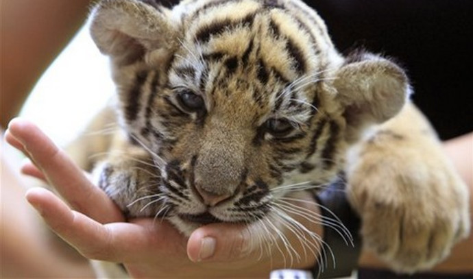 Live tiger cubs held captive in car to Nghe An - VnExpress International