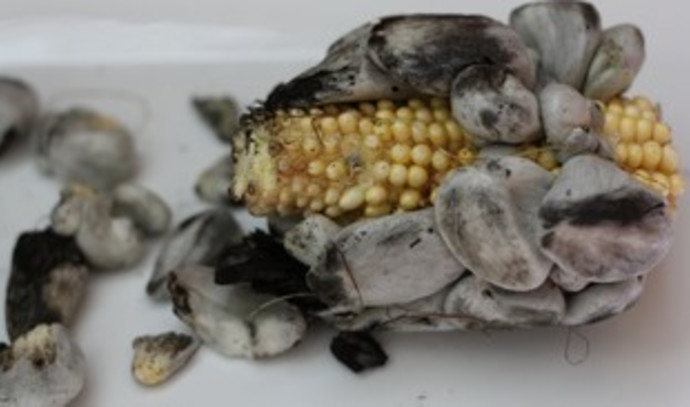 Huitlacoche: An ugly duckling that is really delicious - The Jerusalem Post