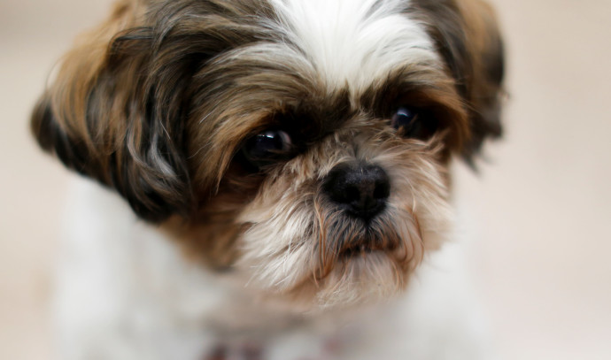 Abandoned Shih Tzu in desperate need of haircut finds forever home ...