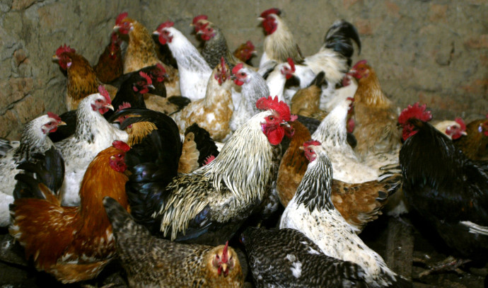 Les épidémies de grippe aviaire plus virulentes que jamais – étude
