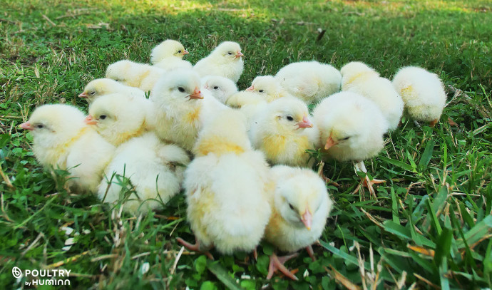 Agricultural smuggling occurring between Israel and the Palestinian Authority - Israel News - Vimarsana News