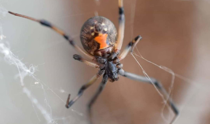 How to identify Brown Widow Spiders  Center for Invasive Species Research