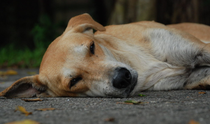 Les habitudes de sommeil des chiens et des humains atteints de démence sont similaires – étude