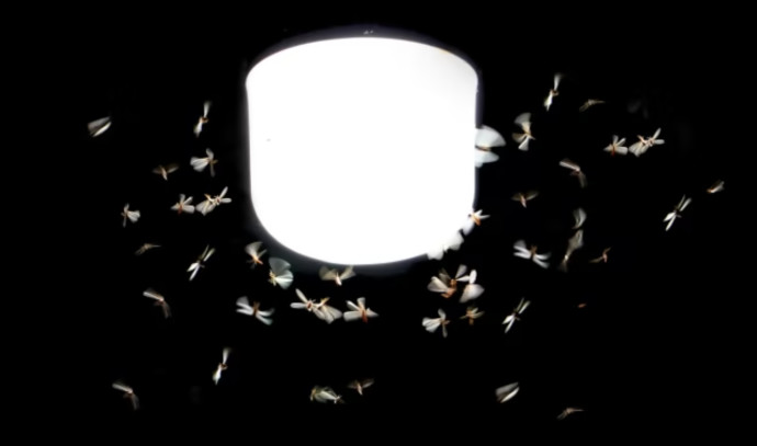 Waarom worden insecten aangetrokken door gloeilampen in huis?