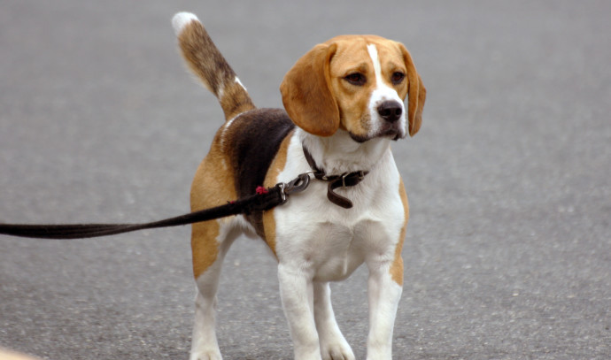 New bill proposes collecting dog DNA to ensure owners pick up after them
