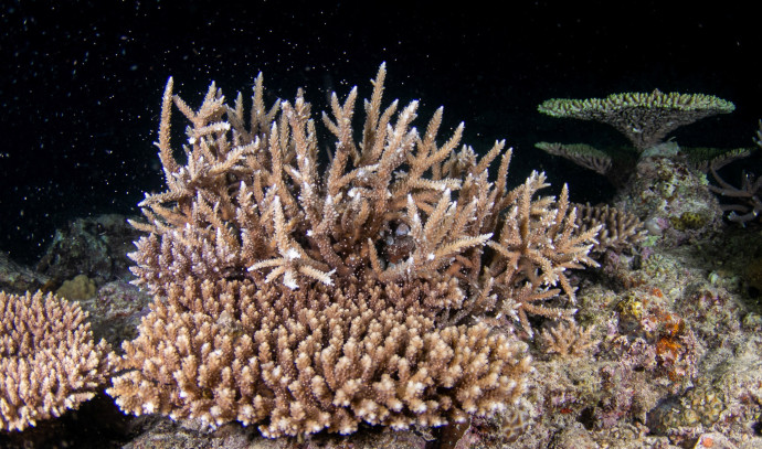 Archireef Artificial Reef: Coral Reef Restoration