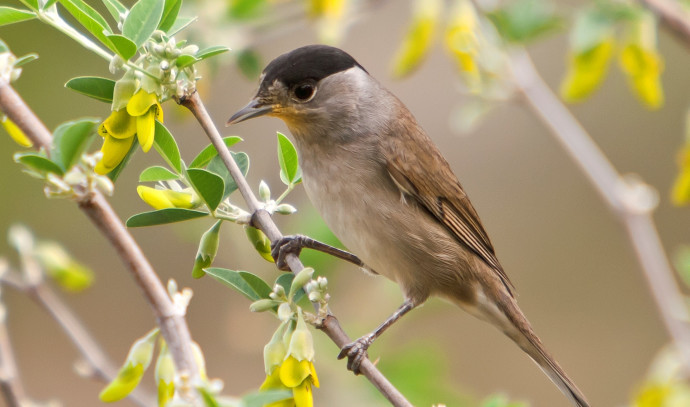 Where does the Eurasian blackcap come from on its way to Europe? - Vimarsana News