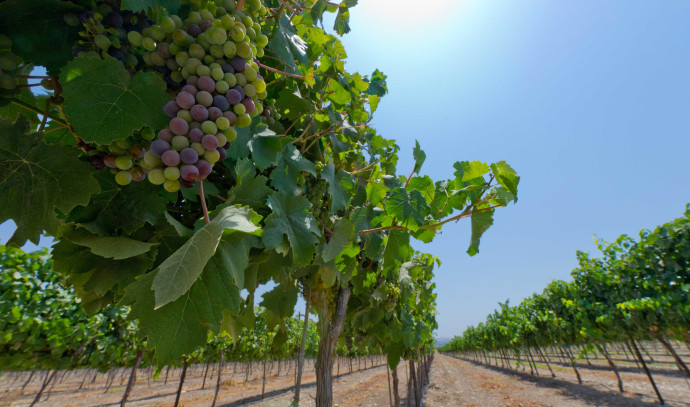 Wine Talk: Good times are here again - Vimarsana News