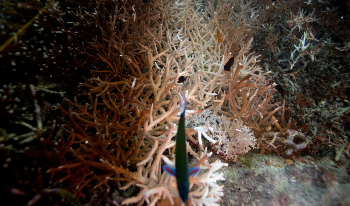 Florida's rising water temperatures raise concerns for coral reefs - Vimarsana News