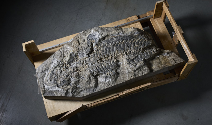 Skamieniałość gigantycznego płaza sprzed 240 milionów lat zyskuje nowe uznanie