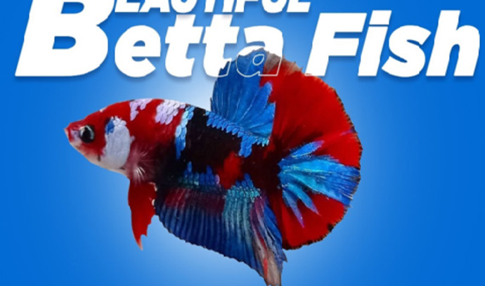 How to care for your Betta splendens aka the Siamese Fighter Fish