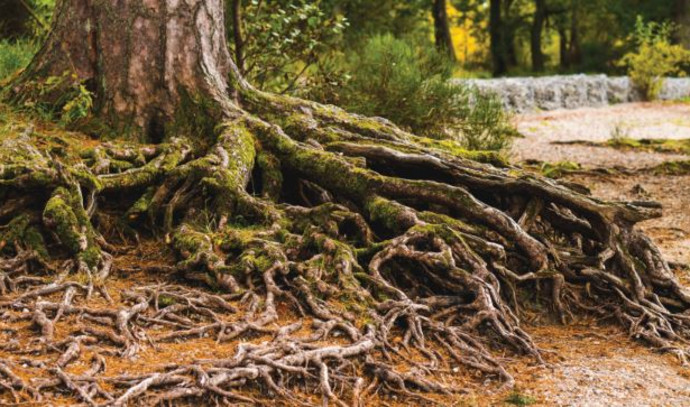 Parashat Nitzavim-Vayelech: Finite, yet far-reaching - Vimarsana News