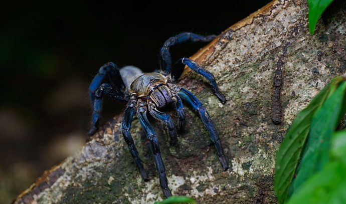 Electric blue species of Tarantula found among Thailand's mangrove trees -  The Jerusalem Post