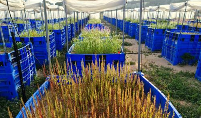 Israeli big data on plants can predict their impact on climate change