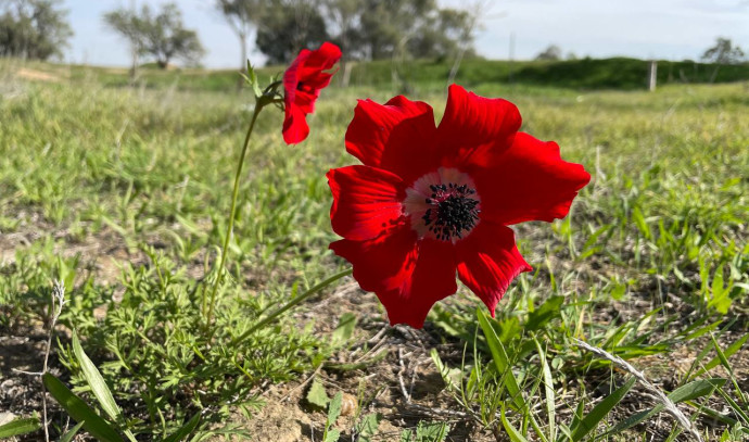 On backdrop of burnt Israeli south, first red anemones of season bloom - Vimarsana News