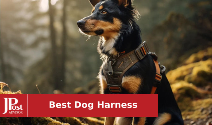 Best Dog Harness of 2024 - Vimarsana News