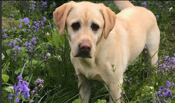 AI could help match you with your perfect dog - Vimarsana News