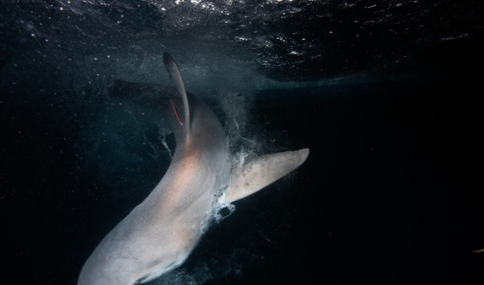 Two sharks off Israeli coast named in honor of rescued Hamas hostages - Vimarsana News
