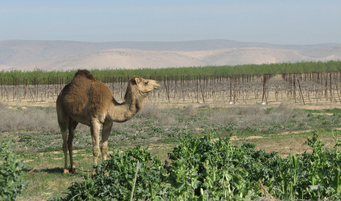 Israeli wine regions and the most suitable grape variety for each - Vimarsana News