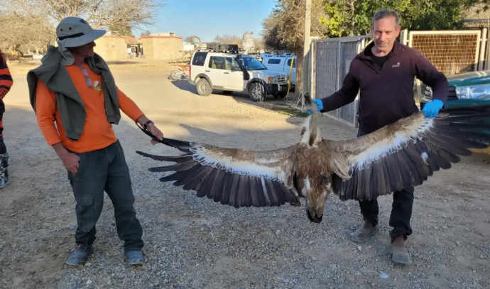 Wildlife | Israeli eagle inhabitants hit by tragedy: chick and grownup misplaced - Israel Information