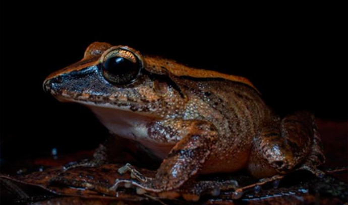 New discovery: frog's ultrasonic defense call recorded in south America - Vimarsana News