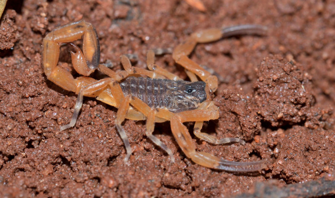 Une jeune fille meurt d’une piqûre de scorpion venimeux au Brésil