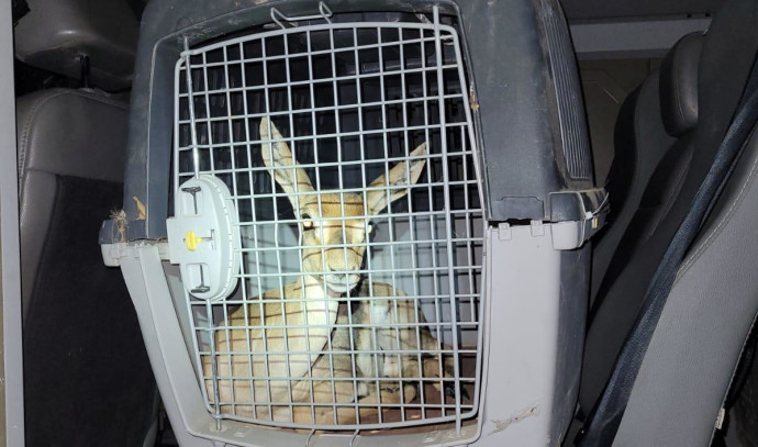 IDF, security forces rescue gazelles and confiscate NIS 70,000 in West Bank raids