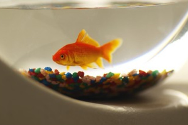 goldfish in a bowl 370 (credit: Thinkstock/Imagebank)