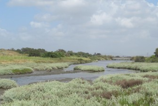 Salt marshes at the Kishon River banks 370 (credit: Amit Mendelssohn)