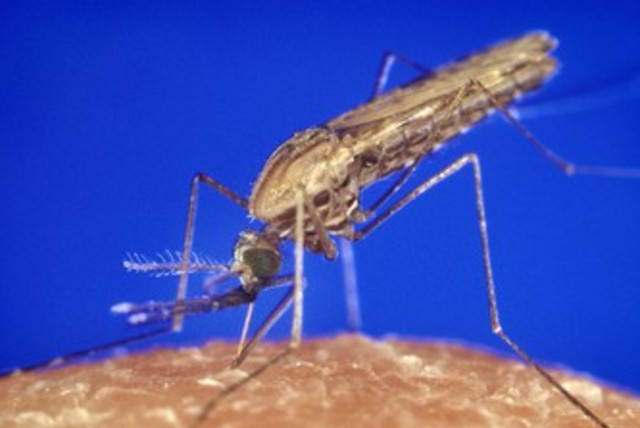 Malaria mosquito. [File] (credit: Wikimedia Commons)