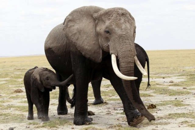 A family of elephants (credit: REUTERS)