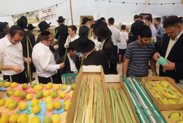 PEOPLE SHOP for the Four Species in Jerusalem’s Mahane Yehuda market (credit: MARC ISRAEL SELLEM)