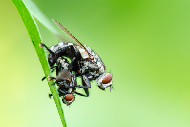 Flies mating (illustrative) (credit: INGIMAGE)