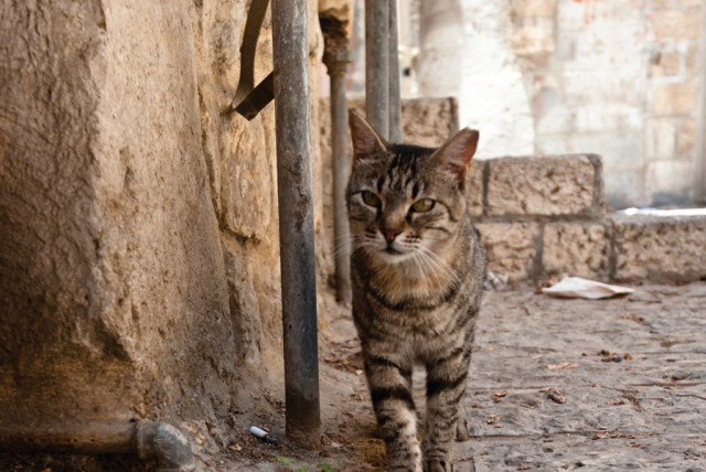 A JERUSALEM alley cat. (credit: Wikimedia Commons)