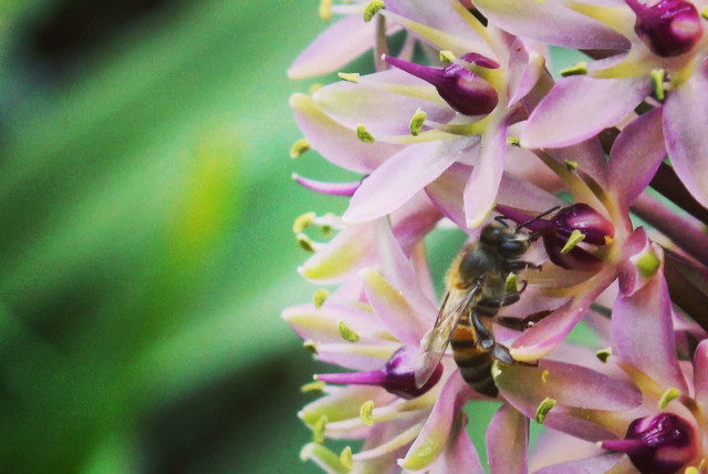 Honey bees may help to explain how humans make decisions