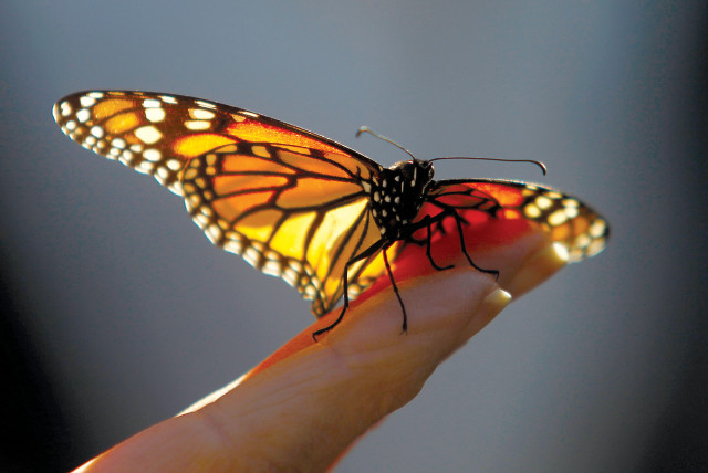 Butterfly  (credit: REUTERS)