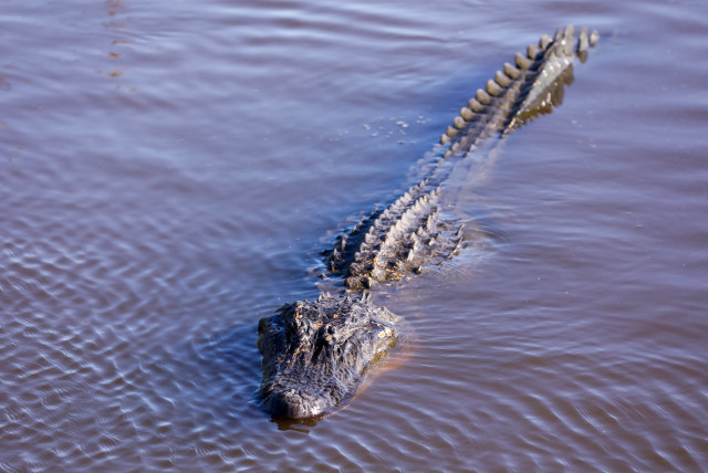 Alligator approached the 18th hole water edge during the third round of the Zurich Classic golf tournament at TPC Louisiana (credit: REUTERS)