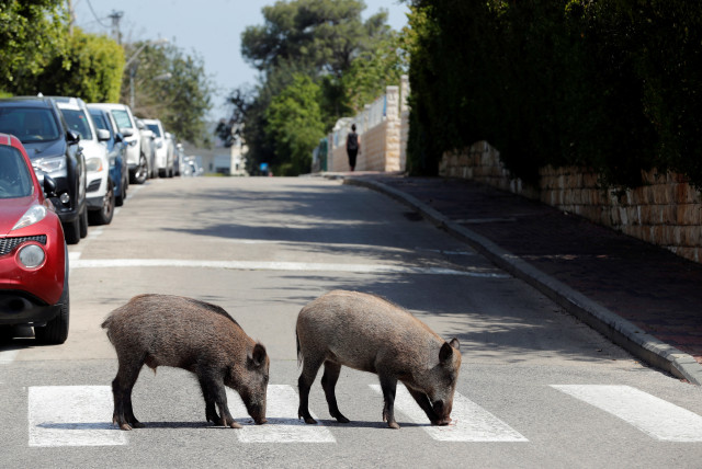Wild boars cross a road in a residential area after the government ordered residents to stay home to fight the spread of coronavirus disease (COVID-19), in Haifa, northern Israel April 16, 2020. (credit: RONEN ZVULUN/REUTERS)