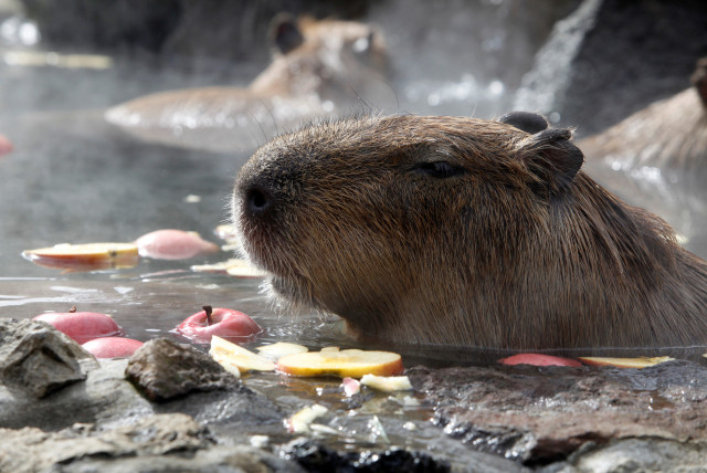 Capybaras sit inside a hot tub full of apples at Izu Shaboten Zoo in Ito (credit: REUTERS)