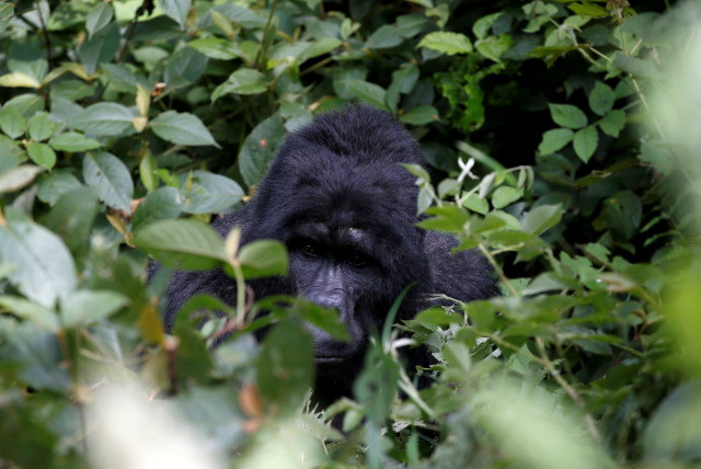 Silverback mountain gorilla from the Mukiza group is seen at Bwindi National Park near Kisoro (credit: REUTERS)