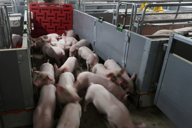 New Swine Flu, G4, Having Pandemic Potential Discovered in China